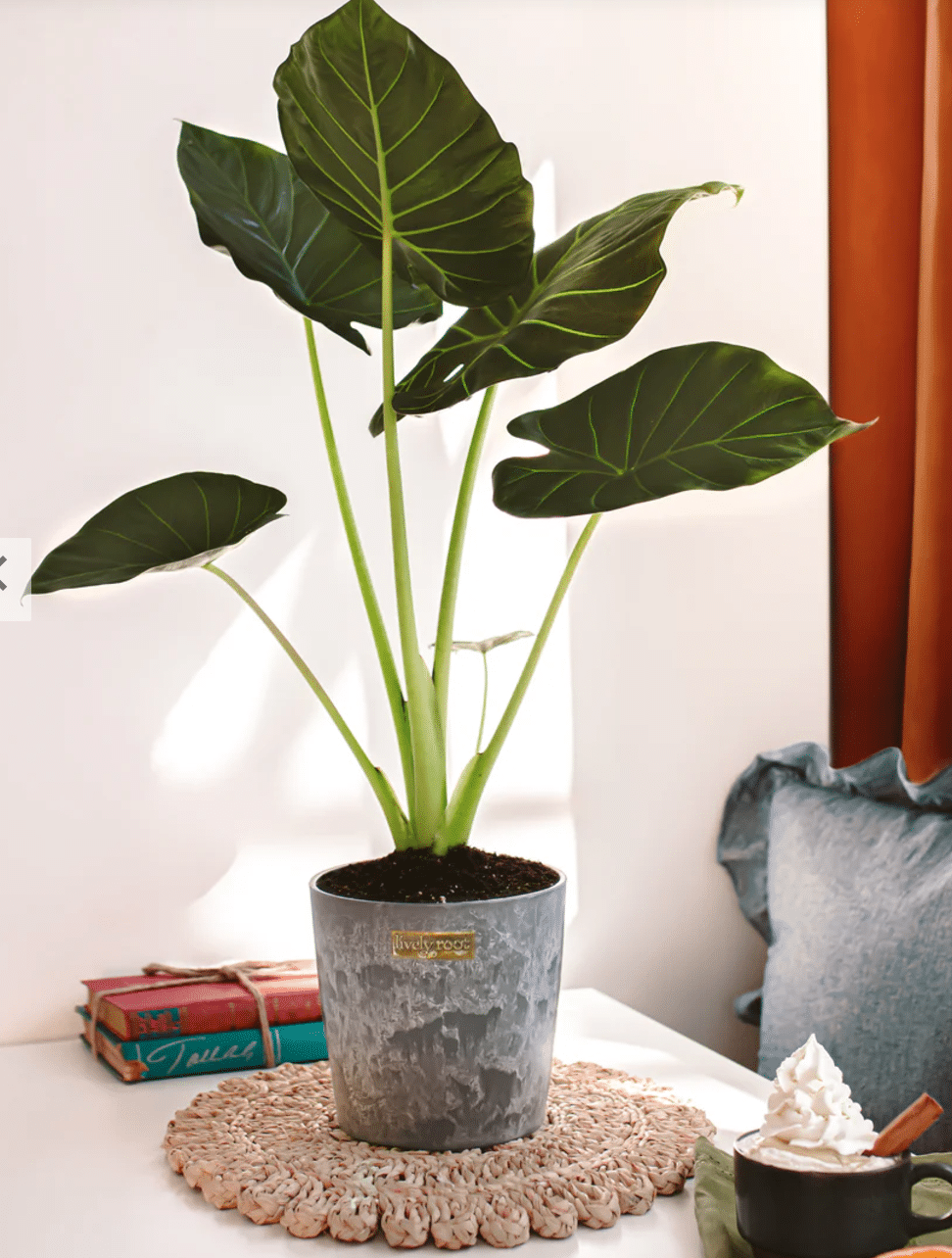 Alocasia regal shield